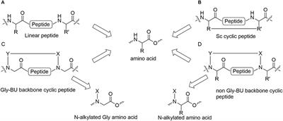 Cyclizing Painkillers: Development of Backbone-Cyclic TAPS Analogs